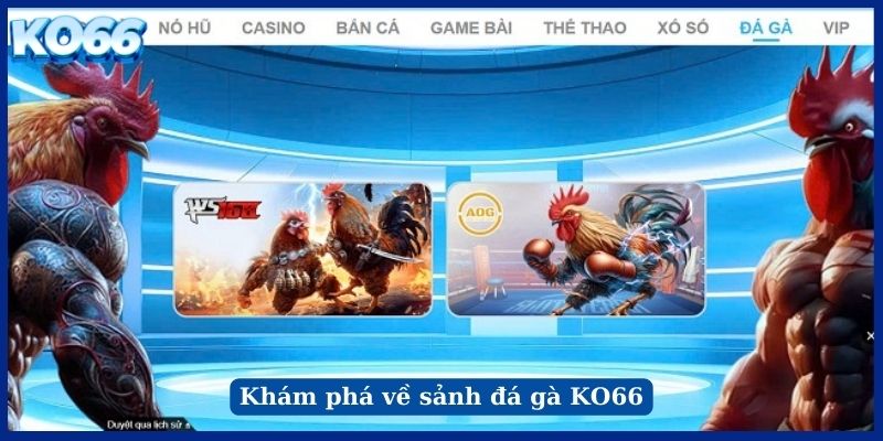 Khám phá về sảnh đá gà KO66