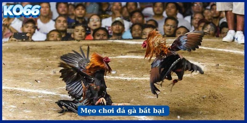 Mẹo chơi đá gà bất bại