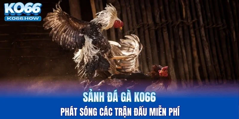 Sảnh đá gà KO66 phát sóng các trận đấu miễn phí